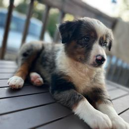 Bella - Blue merle female Miniature Australian Shepherd puppy in Alabama from SBA Aussies