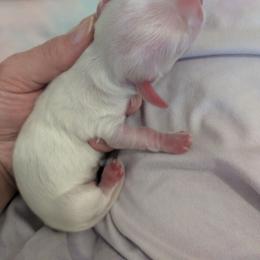 8 cream or cream piebald - Cream female Dachshund puppy in Central Point, Oregon from MRS Long Dog Ranch