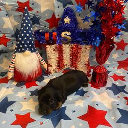 MIDNIGHT CKC FULL RIGHTS - Black male Dachshund puppy in Elizabethtown, Kentucky from Teeny Tiny Puppy Tails
