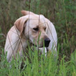 Labrador Retrievers from Rustic View Farm