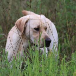 Labrador Retrievers from Rustic View Farm