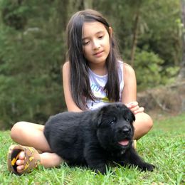 German Shepherd Puppies from Zwinger vom Schneider Wald