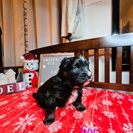 Ivy - Black and white Pomsky puppy in Wheeling, Illinois from Bear Cave Pomskies