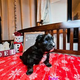 Ivy - Black and white Pomsky puppy in Wheeling, Illinois from Bear Cave Pomskies