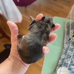 Scottish Terrier puppies from Scottyland Yard