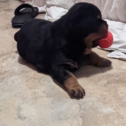 Rottweiler Puppies from Supreme Rottweilers