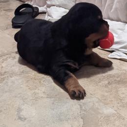 Rottweiler Puppies from Supreme Rottweilers