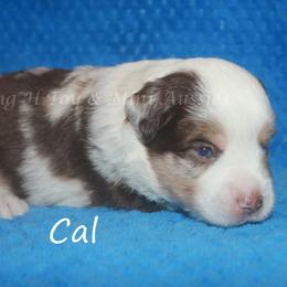 Cal - Red merle male Miniature Australian Shepherd puppy in Godley, Texas from Flying H Toy and Mini Aussies