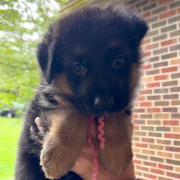 Chanel - Black and red female German Shepherd puppy in Harvard, Illinois from Aus Dem Meer German Shepherds