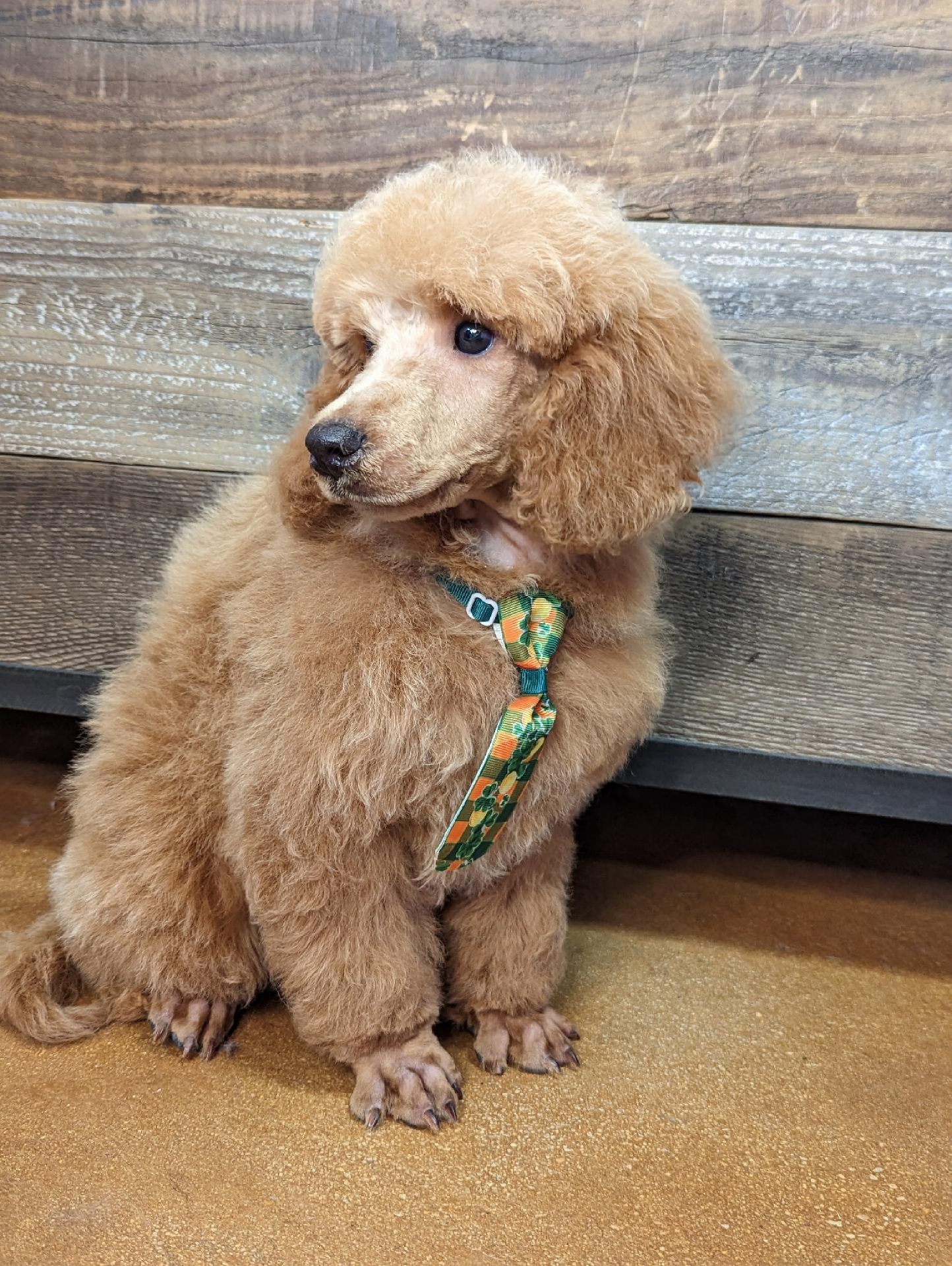 Poodle Puppies from Princely Poodles