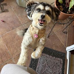 Roxy - Maltipoo