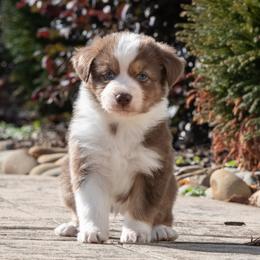 Carter - Red tri-color male Australian Shepherd puppy in Harmony, North Carolina from Fox Aussies