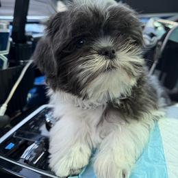 Buddy - Blue and white male Shih Tzu puppy in Cordova, Tennessee from TrueLine kennels