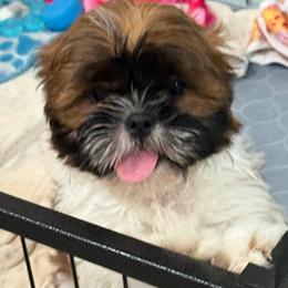 Jackie - Red and white female Shih Tzu puppy in Stafford, Virginia from Bayview Pups