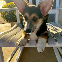 Lulu's Blue Boy - Black and tan male Pembroke Welsh Corgi puppy in Vilonia, Arkansas from Lucky Pups Corgis