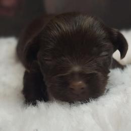Linus - Liver male Yorkshire Terrier puppy in Vancouver, Washington from Yorkastle Kennels