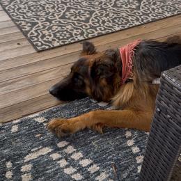 Dharma - Black and red female German Shepherd puppy in Pickens, South Carolina from Von Maqqedah Haus German Shepherds