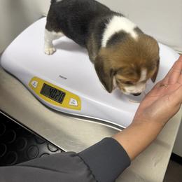 Beagle Puppies from Monica Rubianes