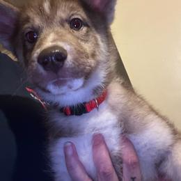 Rusty - Red and white male Siberian Husky puppy in Wheeling, West Virginia from Powells Huskies