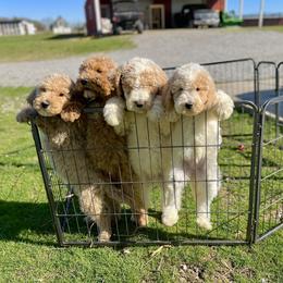 Australian Labradoodle, Labrador Retriever, and Poodle Puppies from Laird Farms