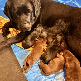 Boy 3 - Black male Labrador Retriever puppy in Davenport, New York from New England Premier English Labradors