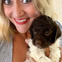 Lagotto Romagnolo Puppies from Anna’s Lagottos