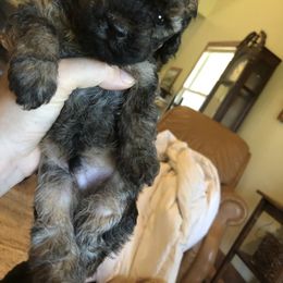 Poodle Puppies from Upper Echelon