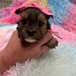 Pink girl - Blue and gold female Yorkshire Terrier puppy in Milton, Florida from Sassenach Yorkie Kennels