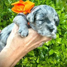 Shiloh- orange girl - Blue merle female Aussiedoodle puppy in Midlothian, Texas from Gray Doodles