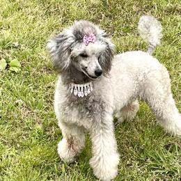 Miniature Australian Shepherd, Poodle, and Toy Australian Shepherd Puppies from Donna’s Aussies & Pink Heart Poodles