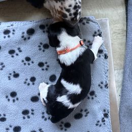 Sally - Black and white female English Springer Spaniel puppy in Westfield, Wisconsin from Heeling Springs at Sandy Ridge