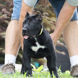 Yellow Collar - Black female Perro de Presa Canario puppy in Pocahontas, Illinois from Cabeza Grande Kennel