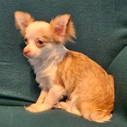 AKC Champion Sired Mabel in Maine 2800.00 - Merle female Chihuahua puppy in Newport, Maine from Pinewood Acres Chihuahuas