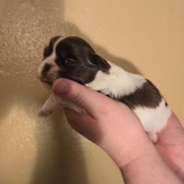 Boy 1 - Liver and white male Shih Tzu puppy in Norris City, Illinois from Dainty and Darling Shih Tzu