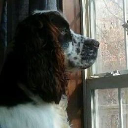 Collies and English Springer Spaniels from Briarcreek