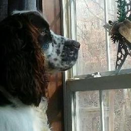 Collies and English Springer Spaniels from Briarcreek