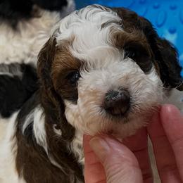Maple - Parti female Poodle puppy in Nixa, Missouri from Foxtrot Farm Poodles