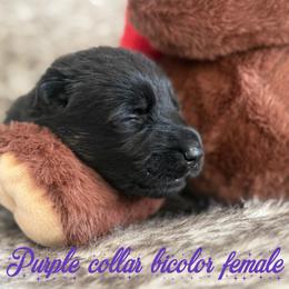 Purple collar - Bi-color female German Shepherd puppy in Canterbury, Connecticut from Nachtwaechter German Shepherds, LLC