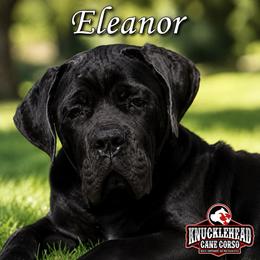 Red Collar - Gray female Cane Corso puppy in Paris, Texas from Knucklehead Cane Corso