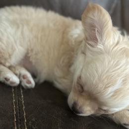 Chihuahua Puppies from Wild Mountain Chihuahuas