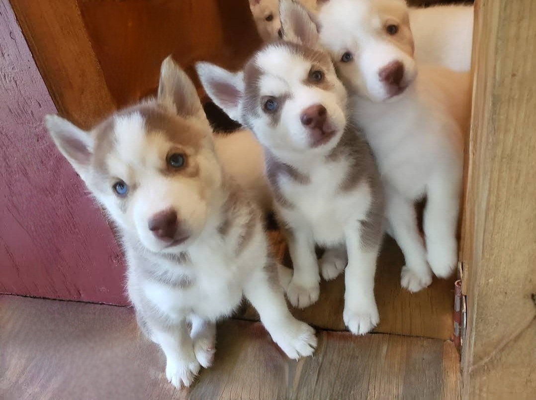 Siberian Husky Puppies from Thornbury Kennel
