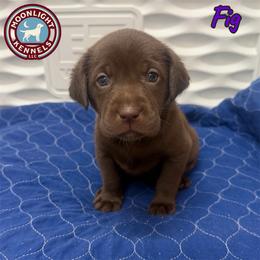 Fig - Chocolate female Labrador Retriever puppy in Elloree, South Carolina from Moonlight Kennels LLC