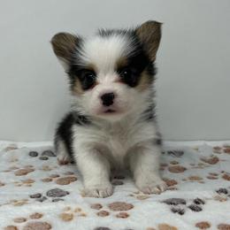 Millie - Black and tan female Pembroke Welsh Corgi puppy in Waco, Texas from The Comma Corgis