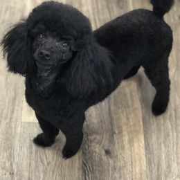 Poodles from Huck’s Pups