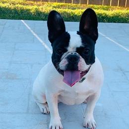 French Bulldogs from Honey Dipped Paws