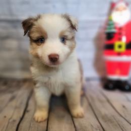 Enid - Red merle female Miniature Australian Shepherd puppy in Macomb, Missouri from Faunus Farms and Aussies