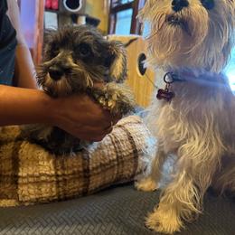 Swirl ( Hot pink collar) - Salt and pepper female Miniature Schnauzer puppy in Chicago, Illinois from Cuddly Cutts Pets