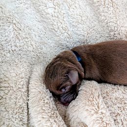 Dilute Retriever and Labrador Retriever Puppies from LC Hunting Labs, LLC.