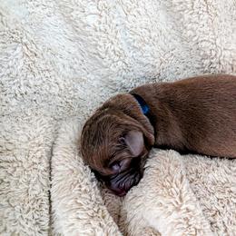 Dilute Retriever and Labrador Retriever Puppies from LC Hunting Labs, LLC.
