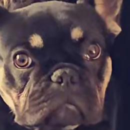 Bubs - French Bulldog